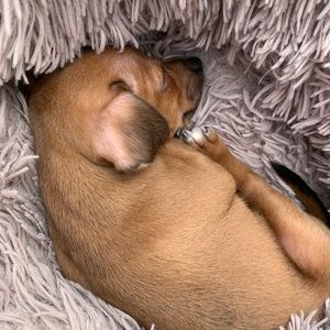 Meet your Posher, Jesse